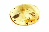 Fossil Woodlouse (Oniscidae) In Baltic Amber - Rare #270596-1